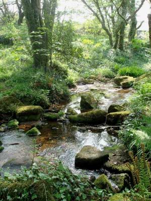 Beautiful woodland stream with sunlight catching the water.