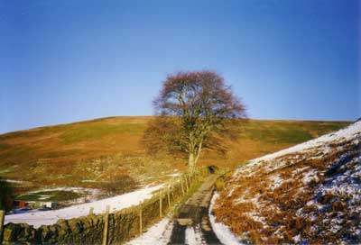 Winter tree in a snowy landscape